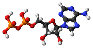 Adenosine diphosphate 3D model.