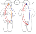 Thumbnail for File:Endocrine hormones.png