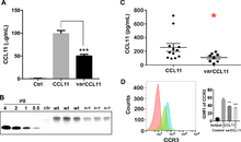 Fig 1. Expression of wild type and variant (Ala23Thr) CCL11