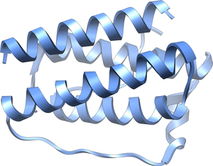 A computer graphic drawing of leptin.