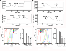 Fig 3. Functional analyses of WT vs varCCL4 in immature dendritic cells or CEM.NKR CCR5 T-cells