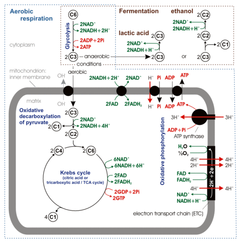 Cellular respiration, also known as aerobic respiration